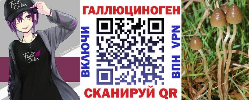 ссылка на мегу как зайти  Сальск  Псилоцибиновые грибы Cubensis 